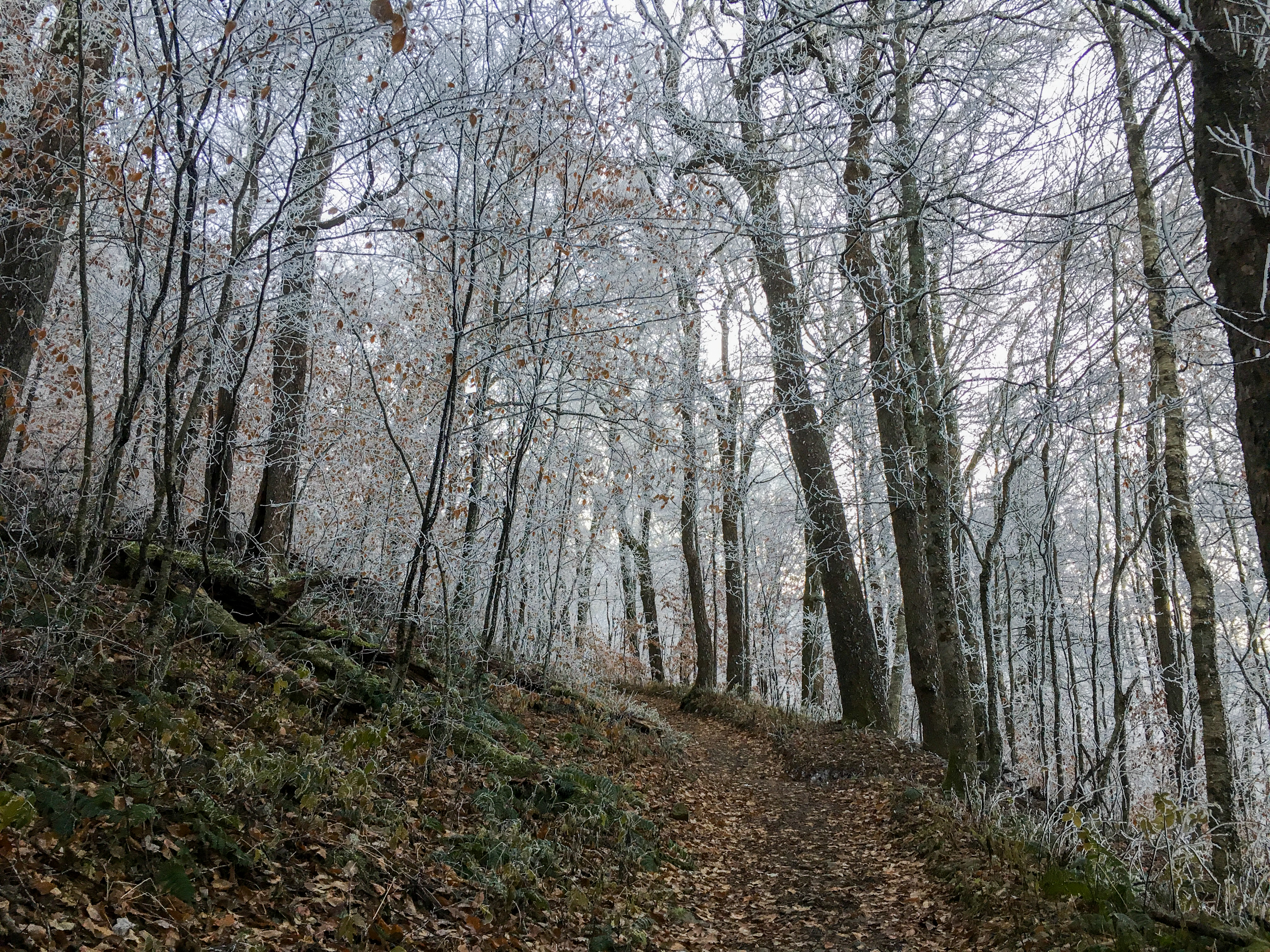 The Appalachian Trail in the Great Smoky Mountains National Park in Tennessee, United States on November 10, 2018. (Credit: Patrick Gorski/NurPhoto via Getty Images)