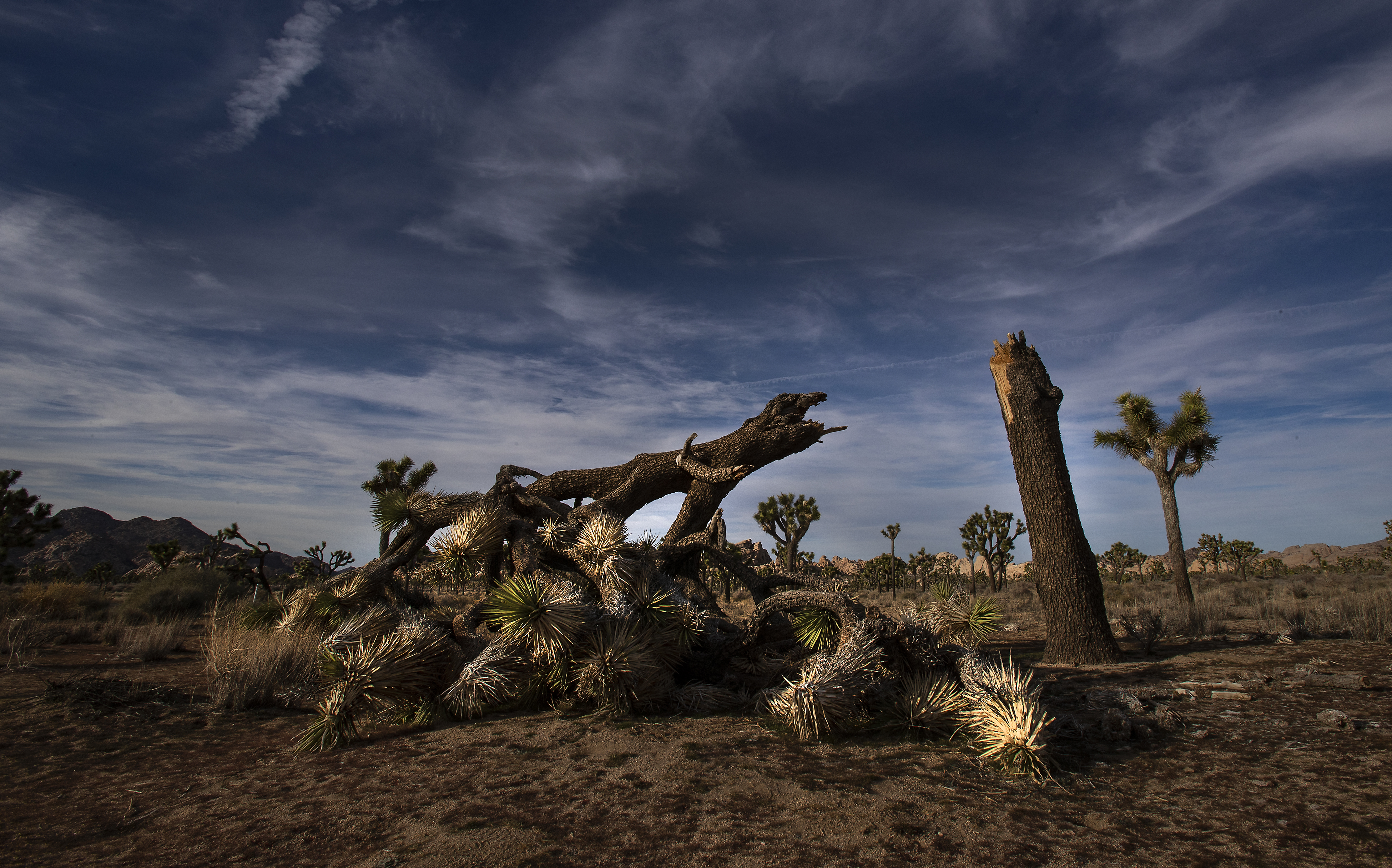 Hotel and restaurant owners near Joshua Tree National Park say they're suffering from the shutdown. (PHOTO CREDIT: Gina Ferazzi/Los AngelesTimes via Getty Images)