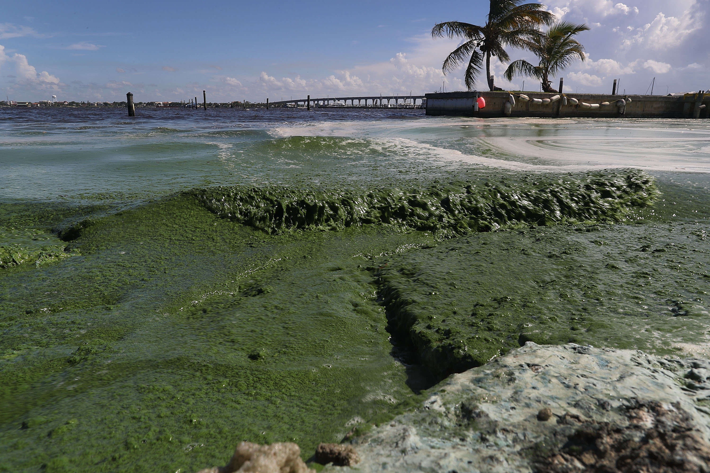 Algae plaguing Florida waters. CREDIT: Joe Raedle/Getty Images