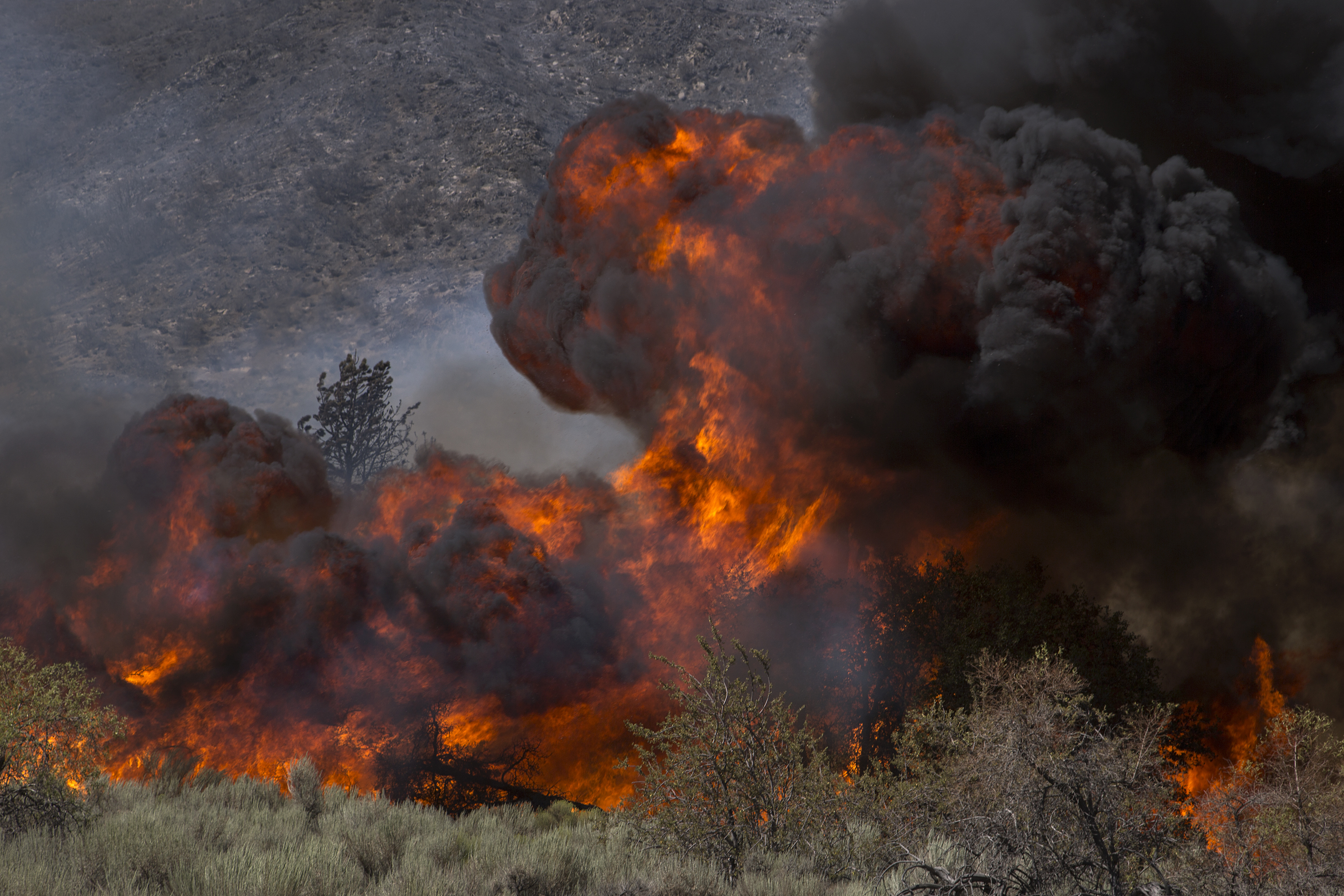 Intense flames driven by extreme drought conditions, wind and hot weather sweep over a remote section of the San Bernardino National Forest during the Blue Cut Fire on August 18, 2016 near Wrightwood, California. CREDIT: David McNew/Getty Images