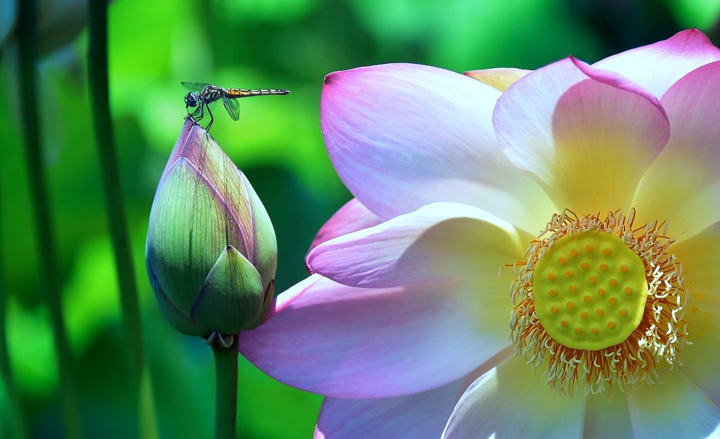 A dragonfly lands atop a Lotus flower at Echo Park in Los Angeles, CA on June 26, 2017.
CREDIT: FREDERIC J. BROWN/AFP/Getty Images.