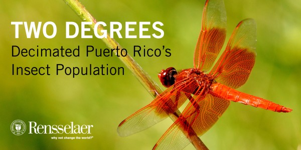 Global warming drove a 98 percent loss of Puerto Rico's insects.