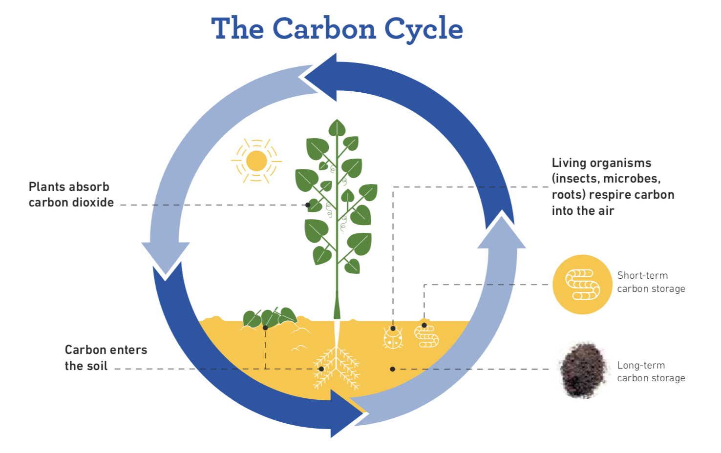 The carbon cycle. CREDIT: The Better Tomorrow Fund