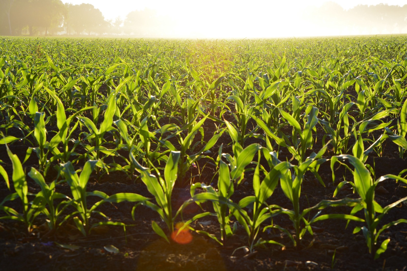 A field of corn. Monoculture deprives the soil of essential nutrients. CREDIT: Pexels