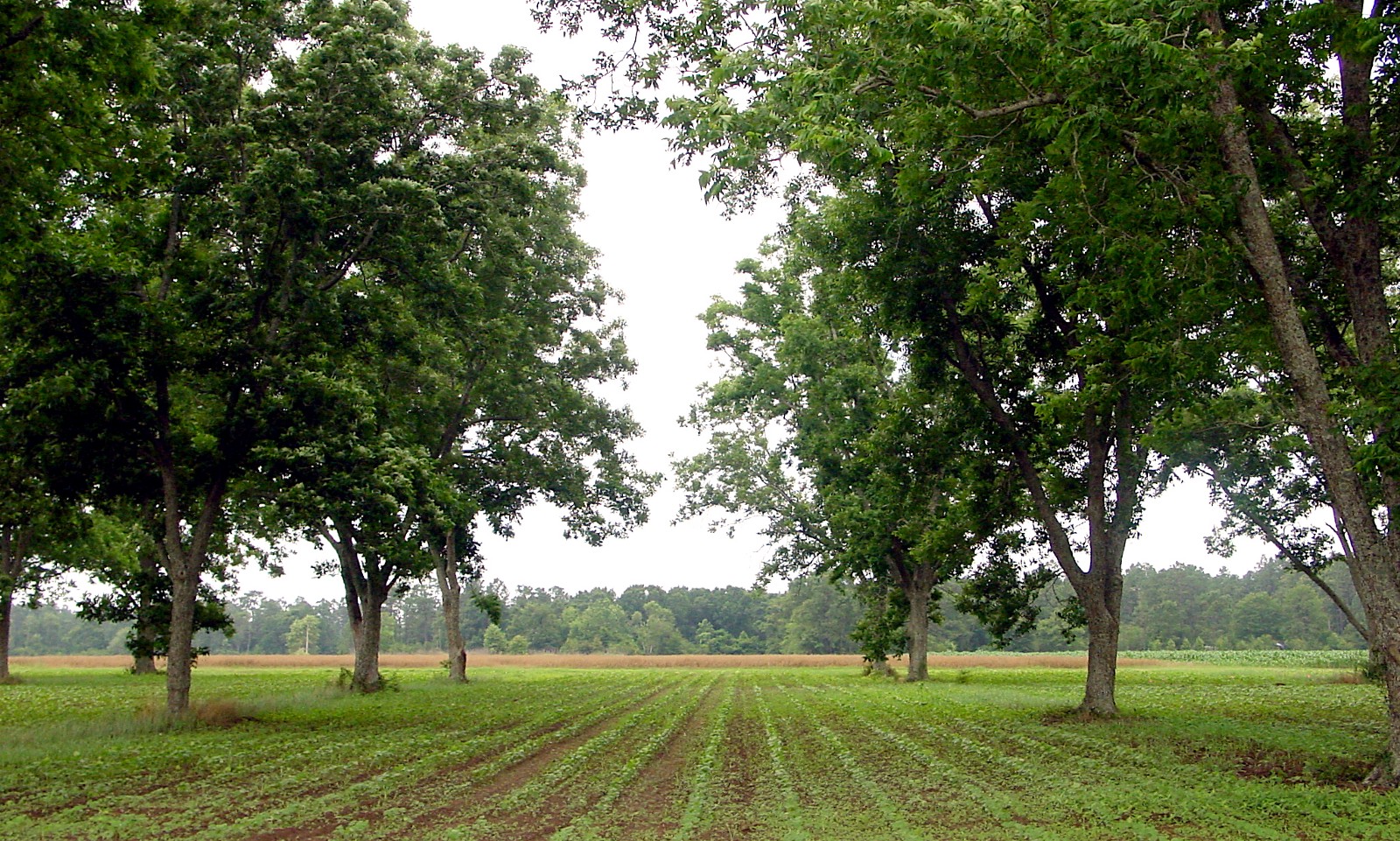 Cotton planted among pecan trees in Milton, Florida. 2003. One way to improve soil health is to lay down crops among deep-rooted trees. CREDIT: USDA