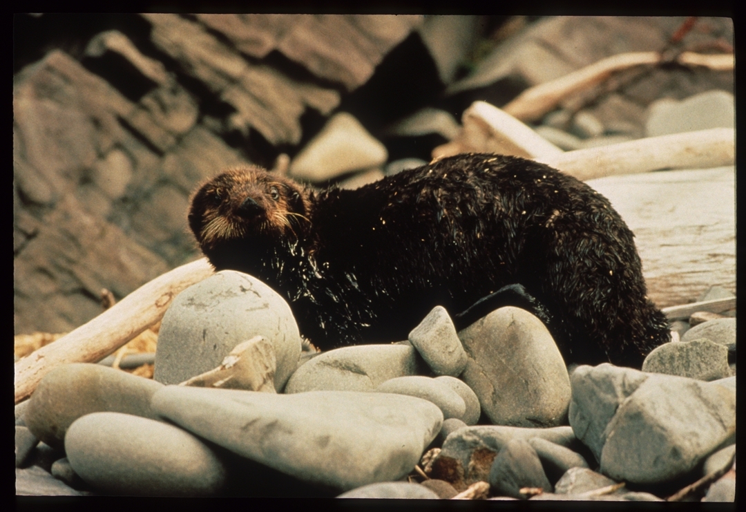 An otter coated in oil. CREDIT: Alaska Resources Library and Information Services (ARLIS)