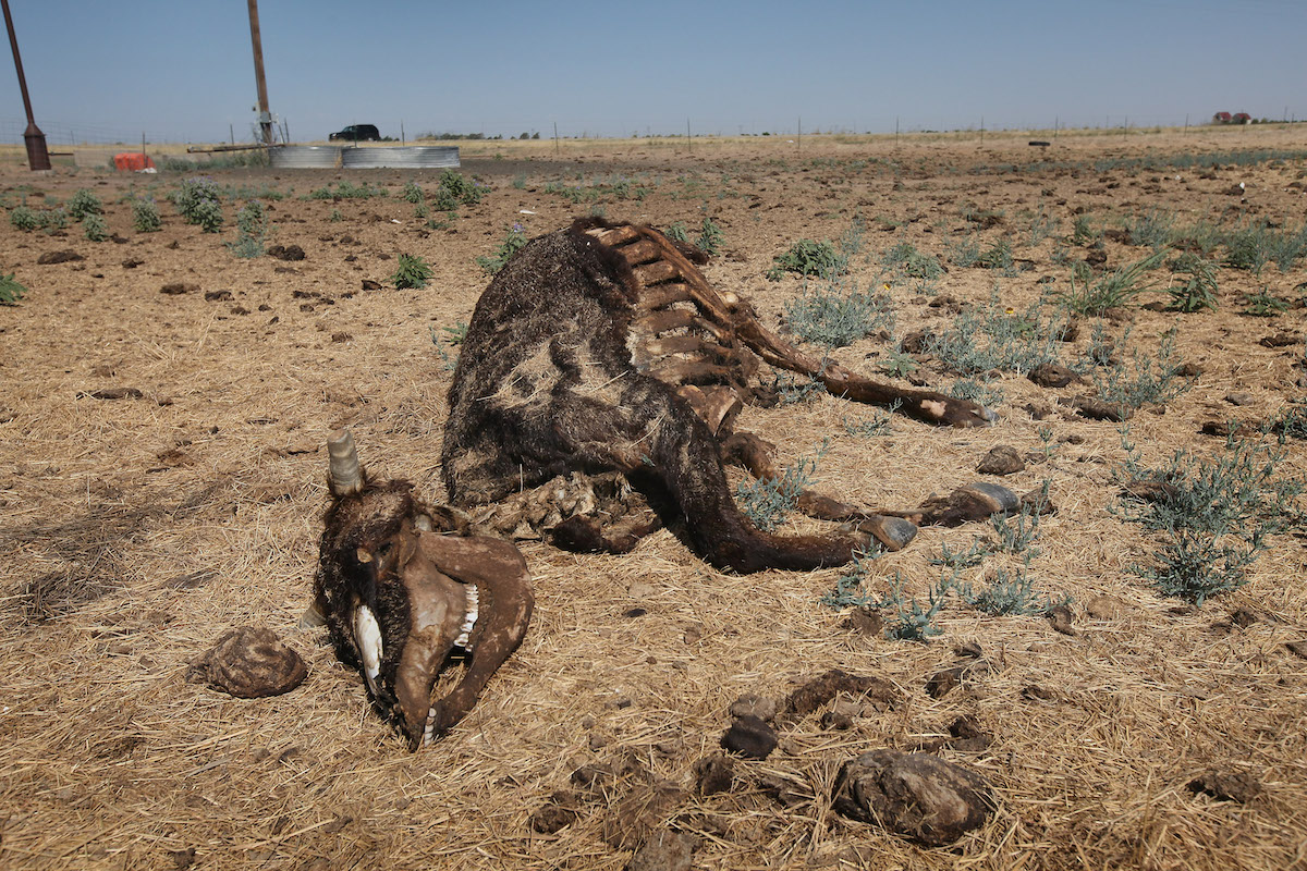 Climate change-fueled droughts are a much bigger threat to cattle than the Green New Deal. (CREDIT: Scott Olson/Getty Images)