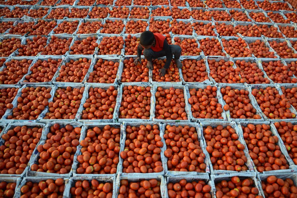 A young Indian boy working at a wholesale vegetable market sorts through tomatoes in Jalandhar on January 23, 2019. (Credit:SHAMMI MEHRA/AFP/Getty Images)