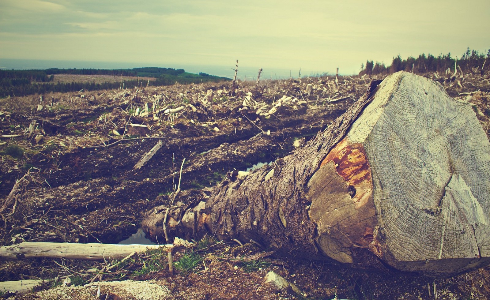 Deforestation. CREDIT: Pixabay