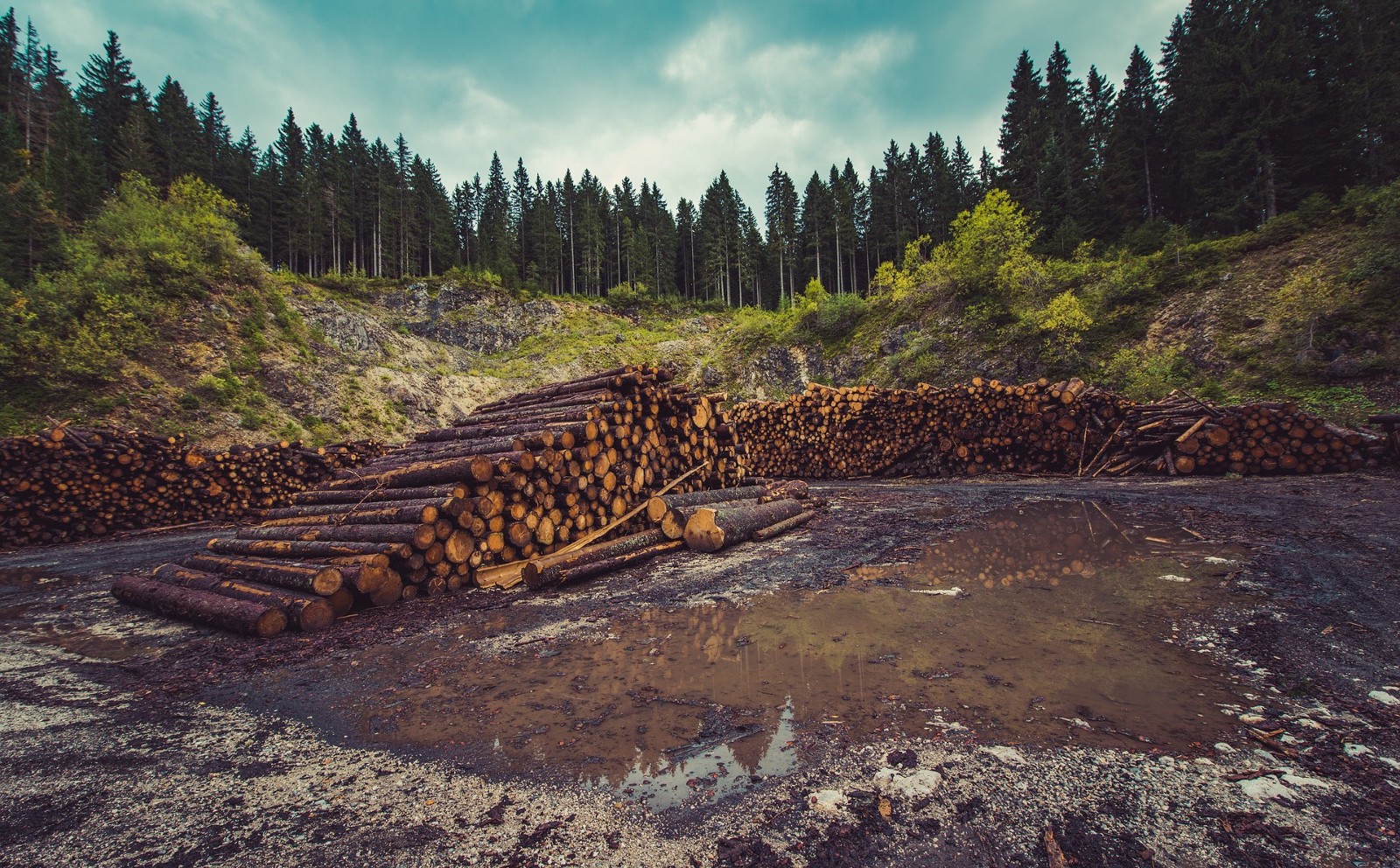 Logging. CREDIT: Pixabay