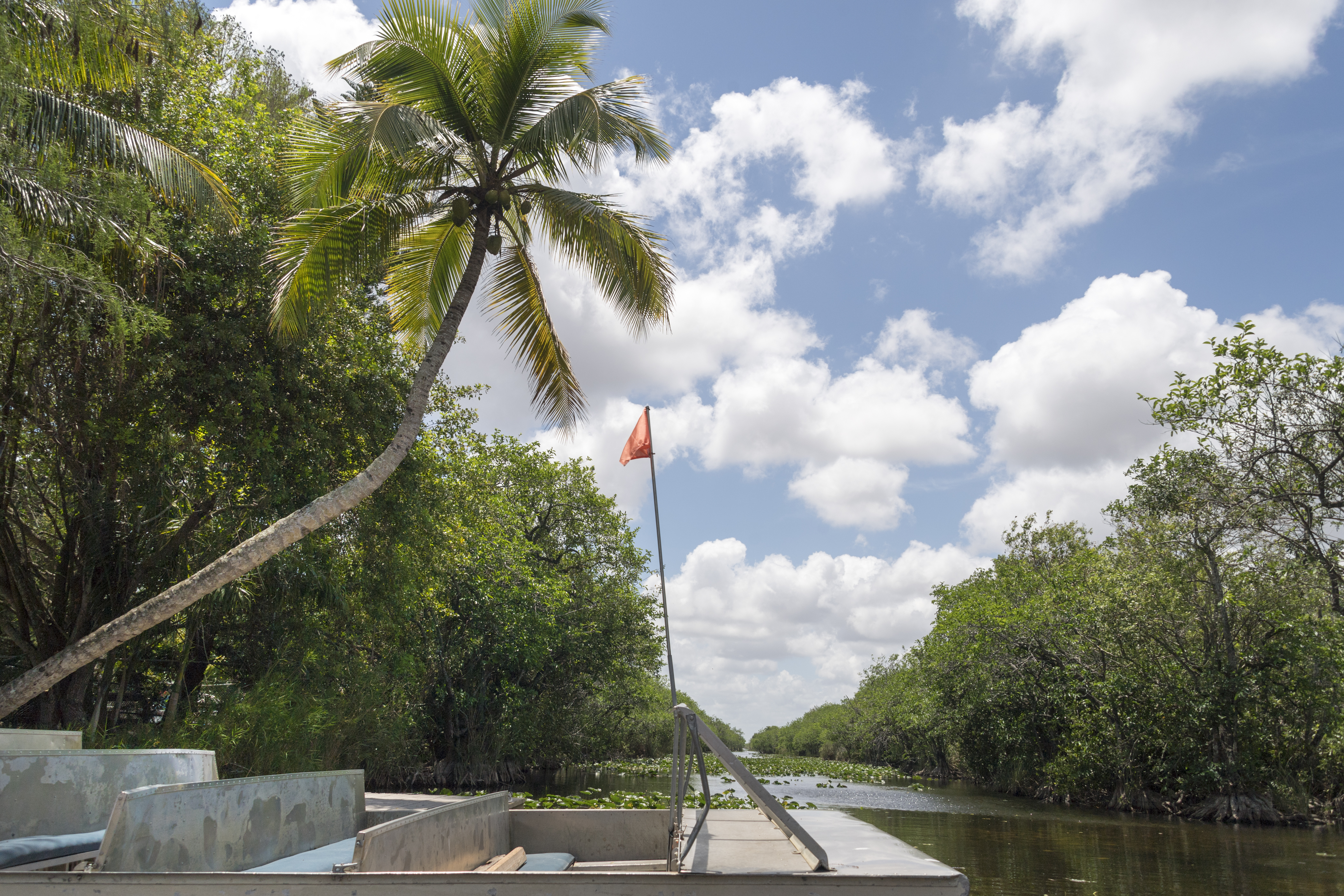 The Everglades swamp tropical climate and vegetation. CREDIT: Roberto Machado Noa/LightRocket via Getty Images