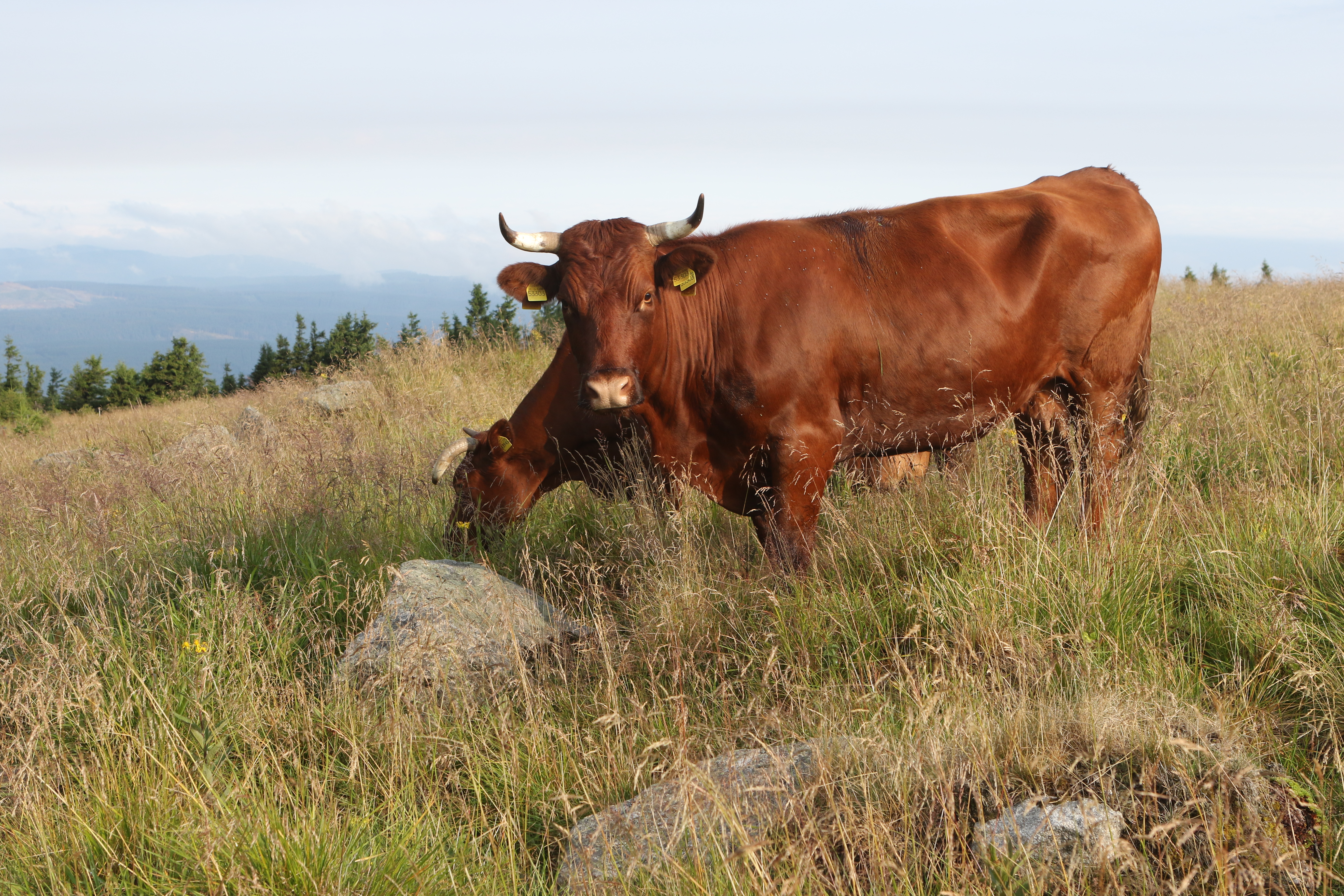 CREDIT: Matthias Bein/picture alliance via Getty Images