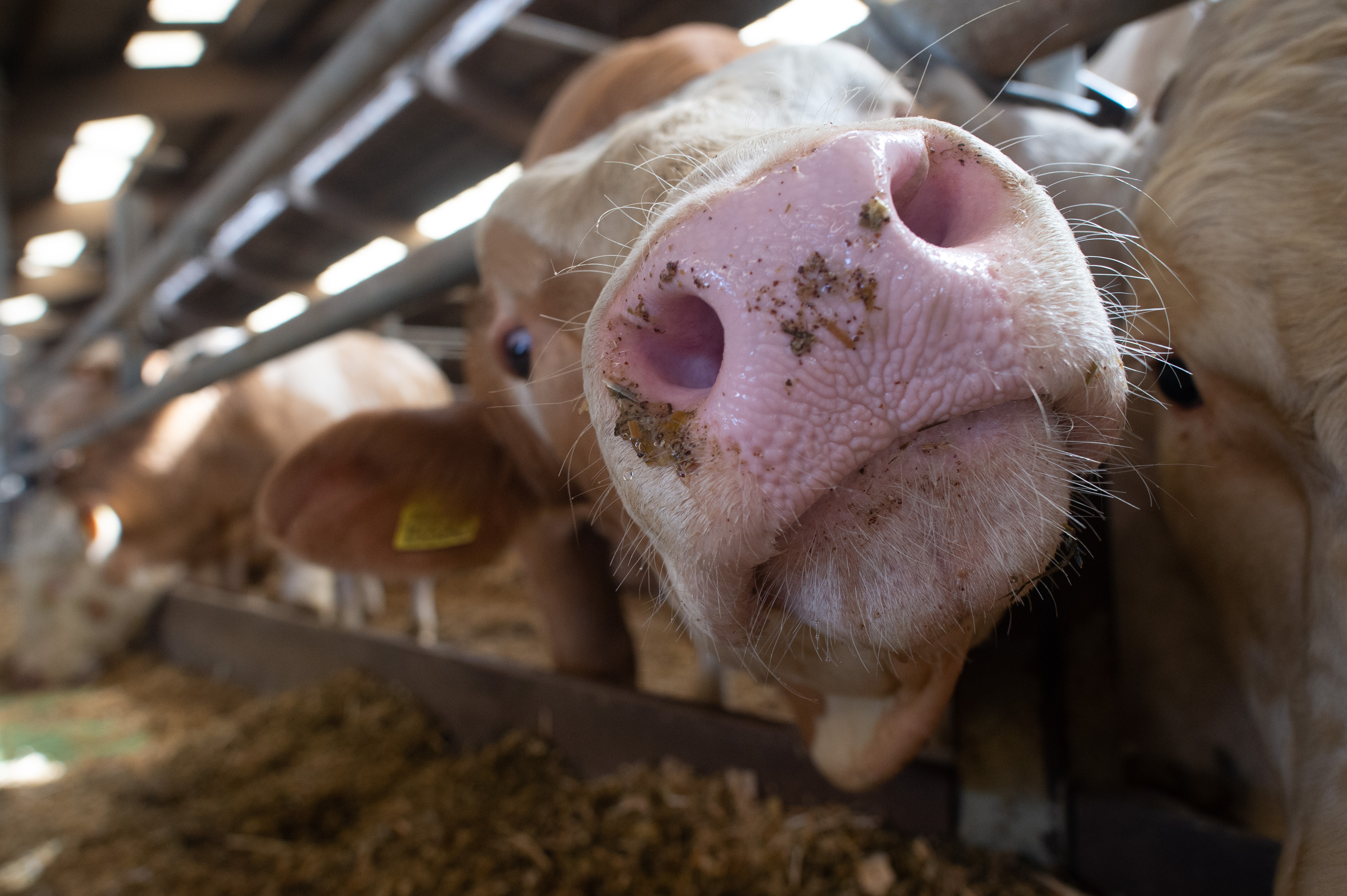 CREDIT: Klaus-Dietmar Gabbert/picture alliance via Getty Images