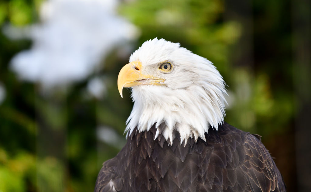 The popular Endangered Species Act helped save the bald eagle. (Photo credit: James Devaney/Getty Images)